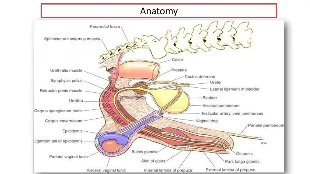 anatomy 1