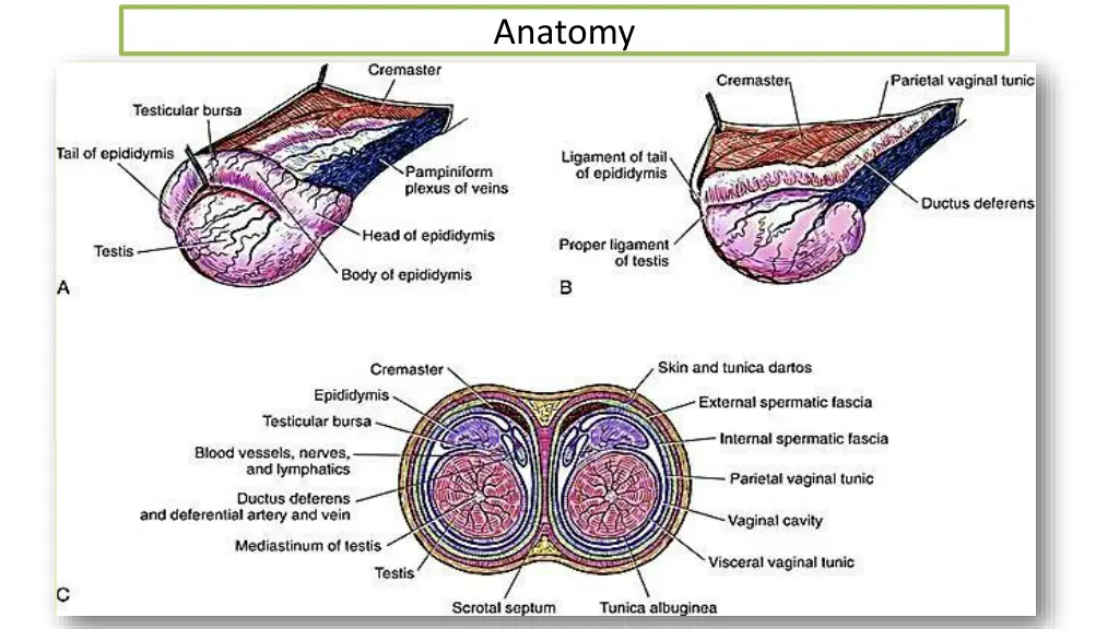 anatomy