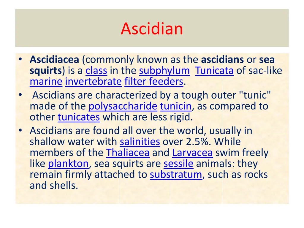 ascidian