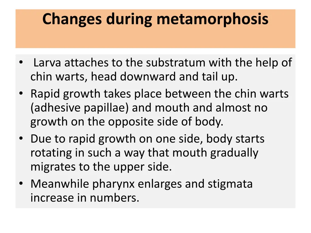 changes during metamorphosis