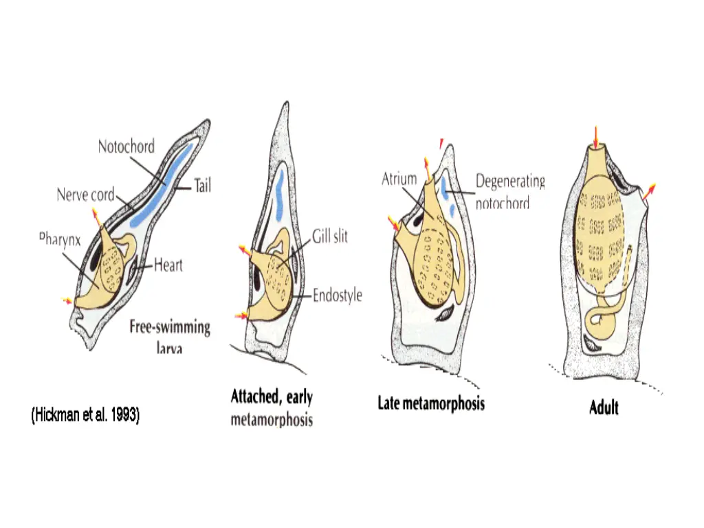 slide14