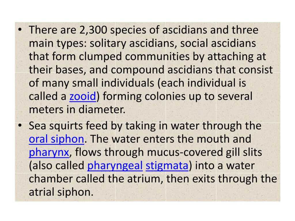 there are 2 300 species of ascidians and three