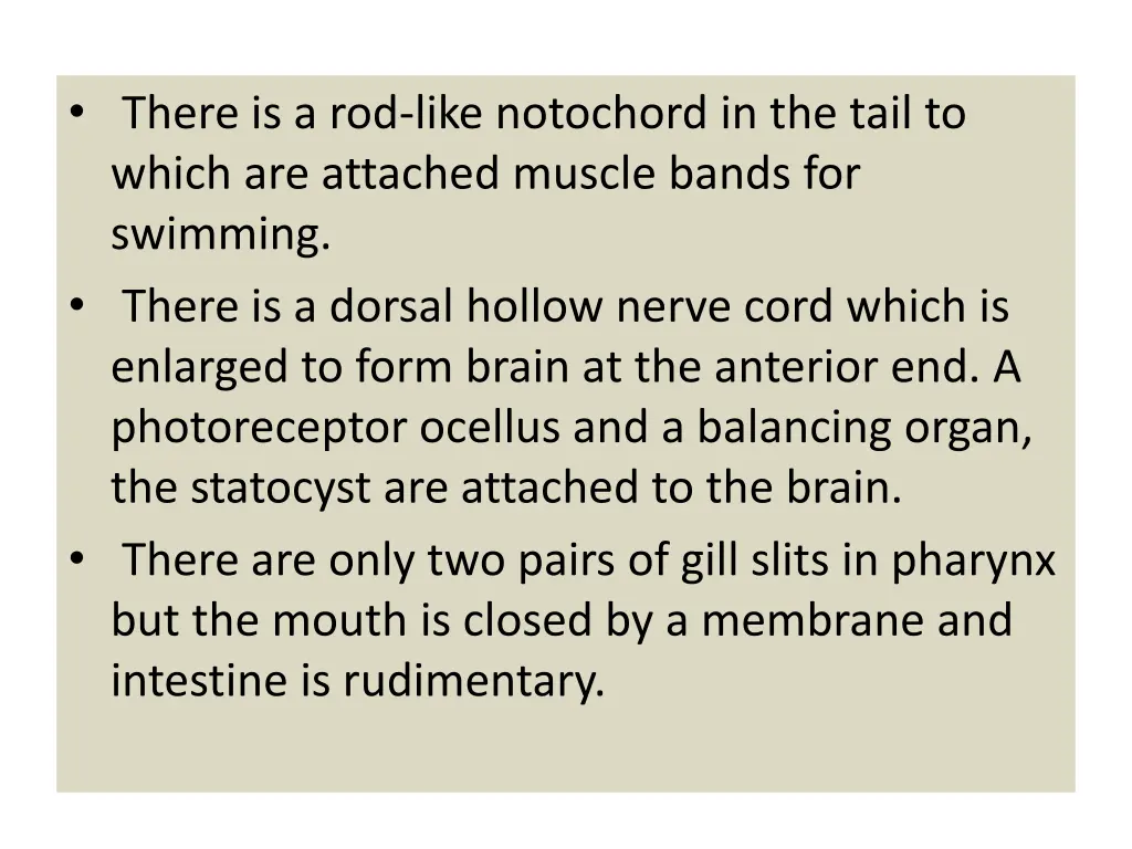 there is a rod like notochord in the tail