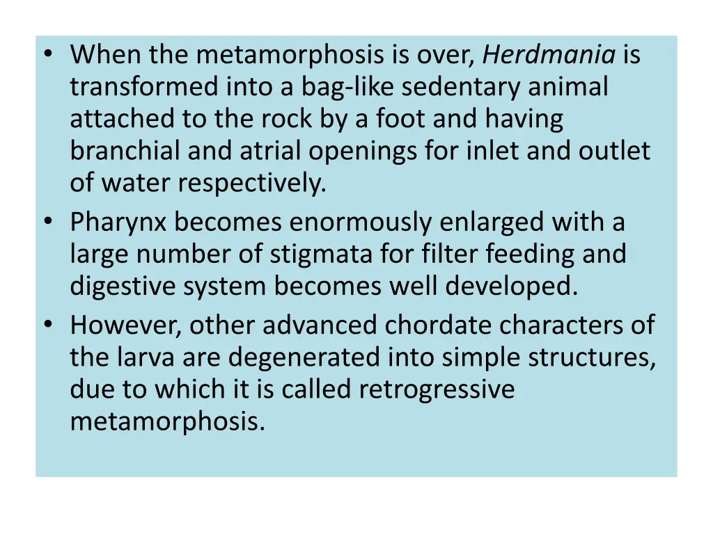 when the metamorphosis is over herdmania