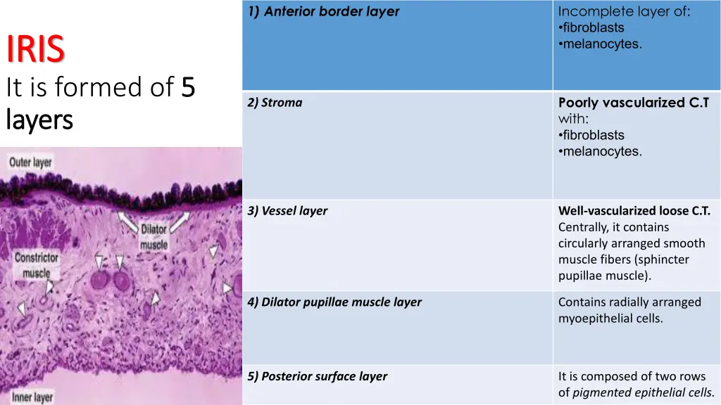 1 anterior border layer