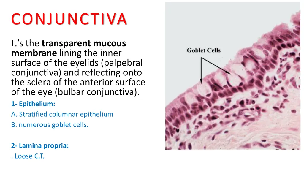 conjunctiva conjunctiva