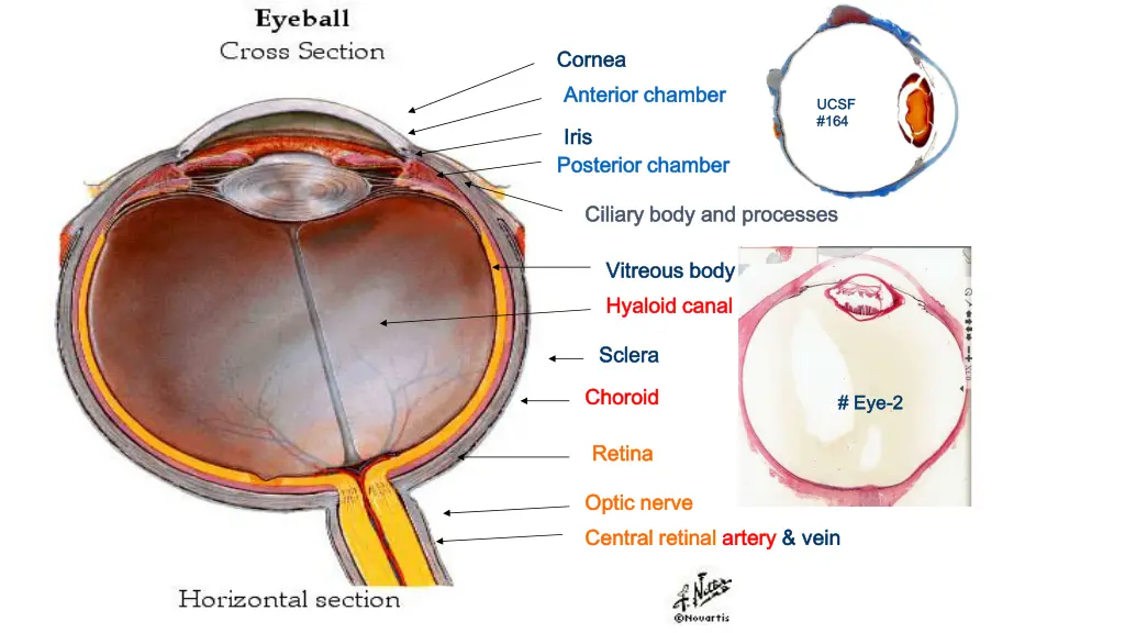 cornea cornea anterior chamber anterior chamber