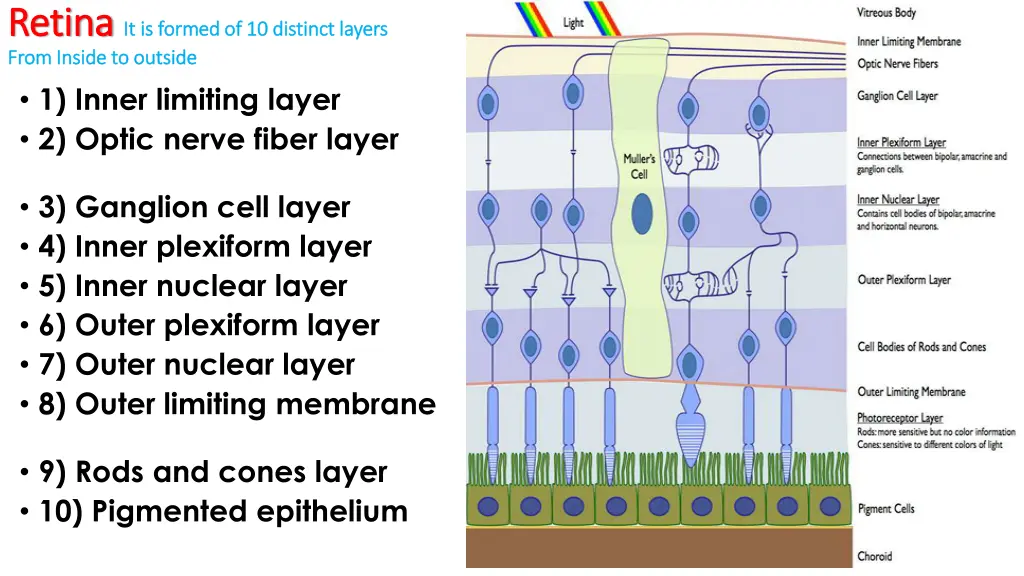 retina retina it is formed of 10 distinct layers