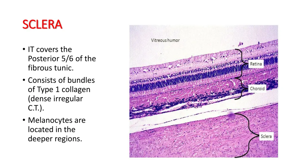 sclera sclera