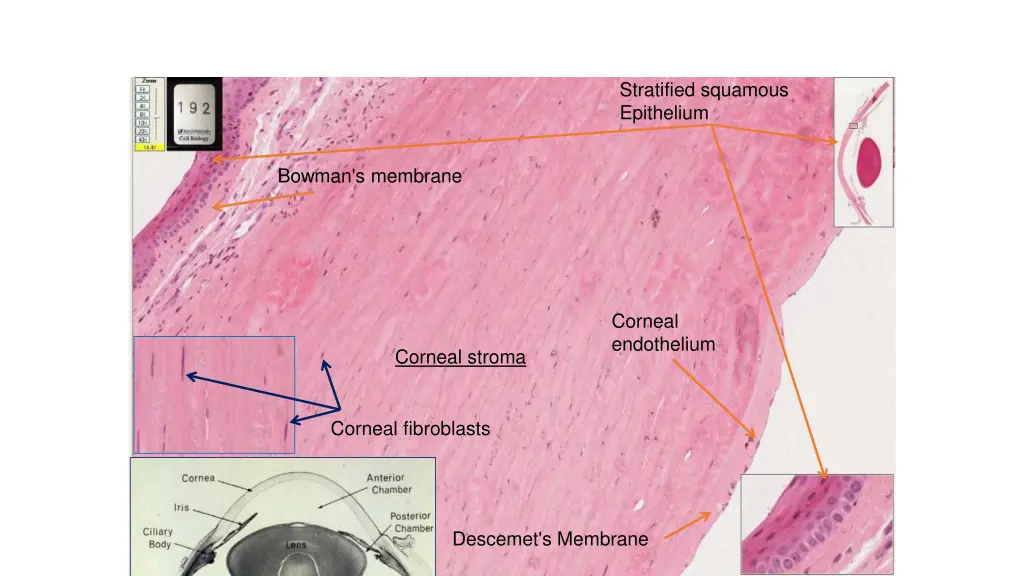 stratified squamous epithelium