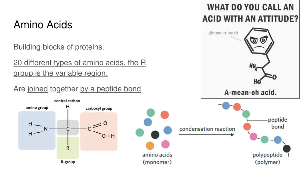 amino acids