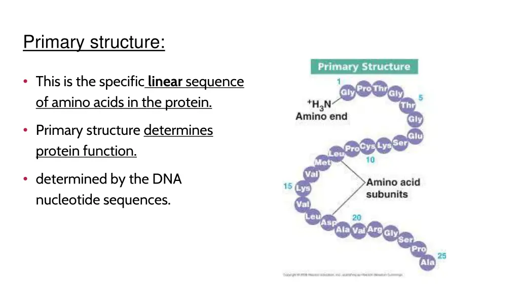 primary structure