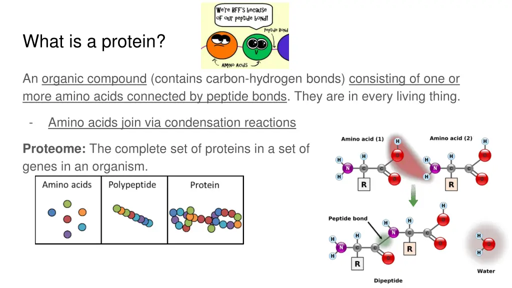 what is a protein