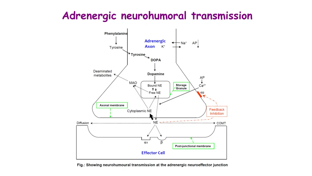 adrenergic neurohumoral transmission