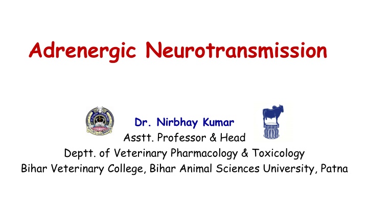 adrenergic neurotransmission