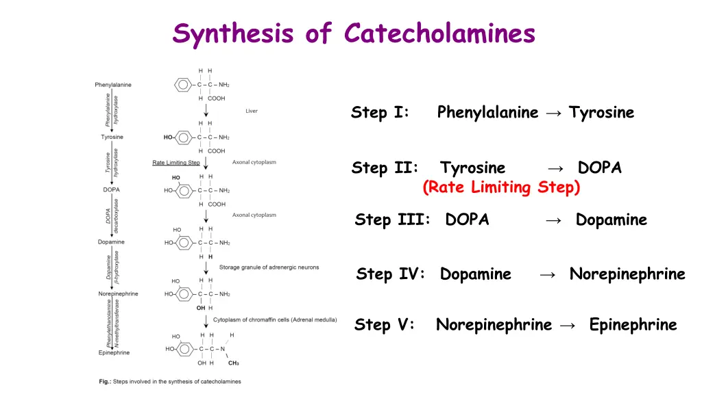 synthesis of catecholamines