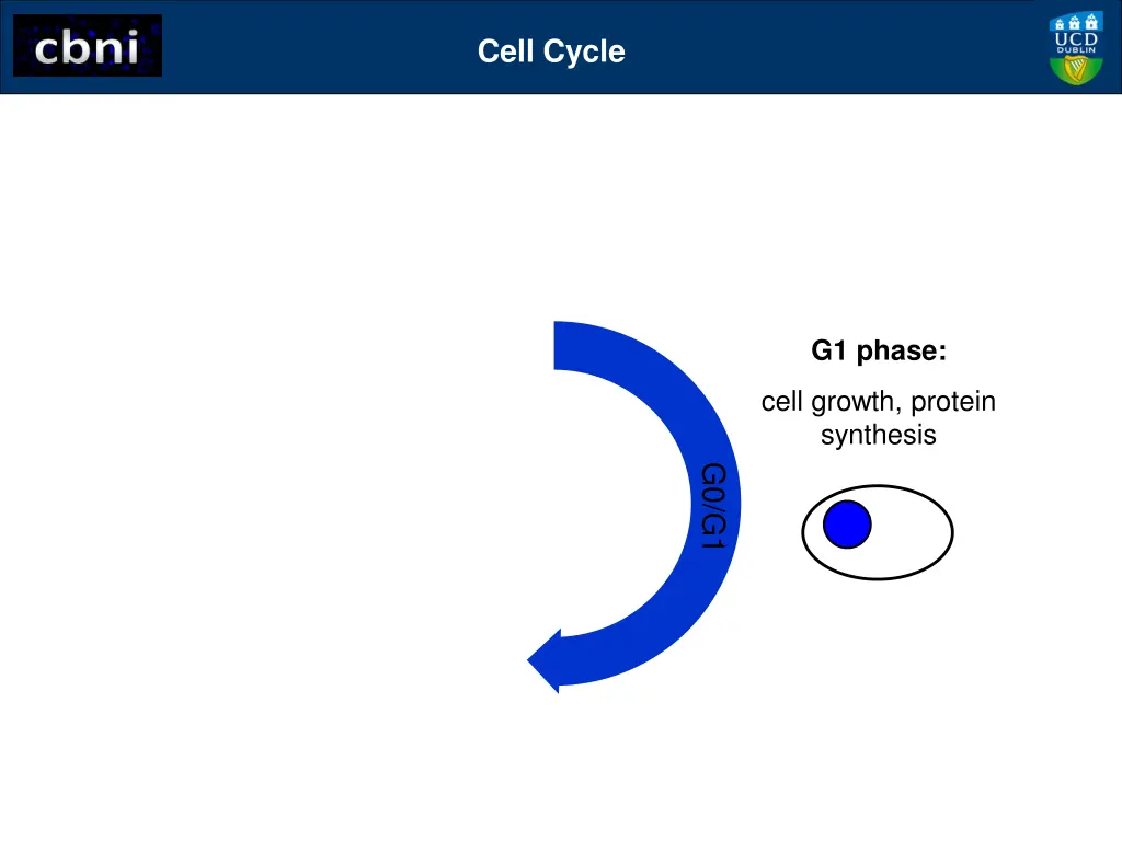 cell cycle 1