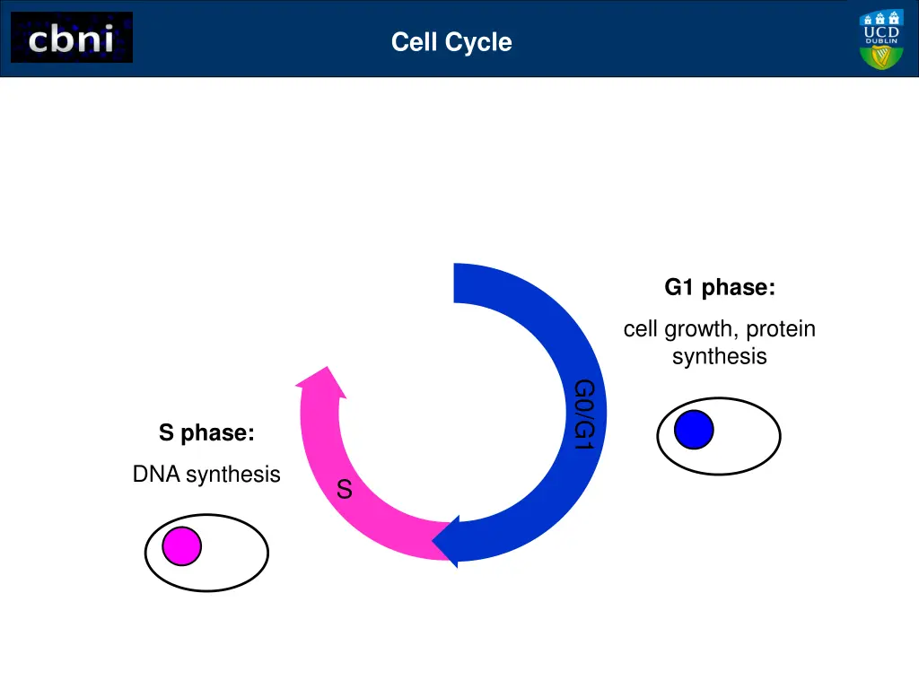 cell cycle 2