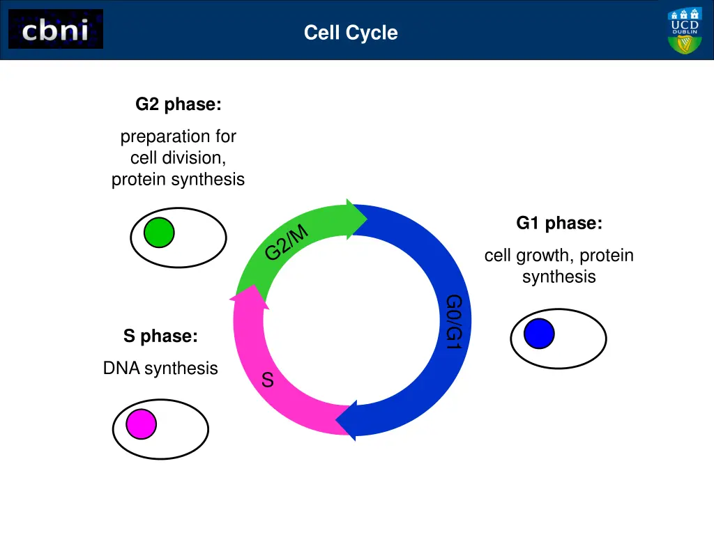 cell cycle 3