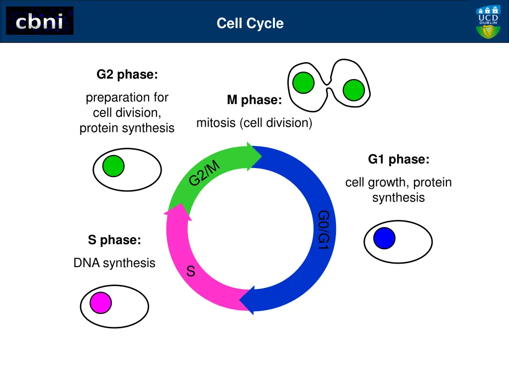 cell cycle 4