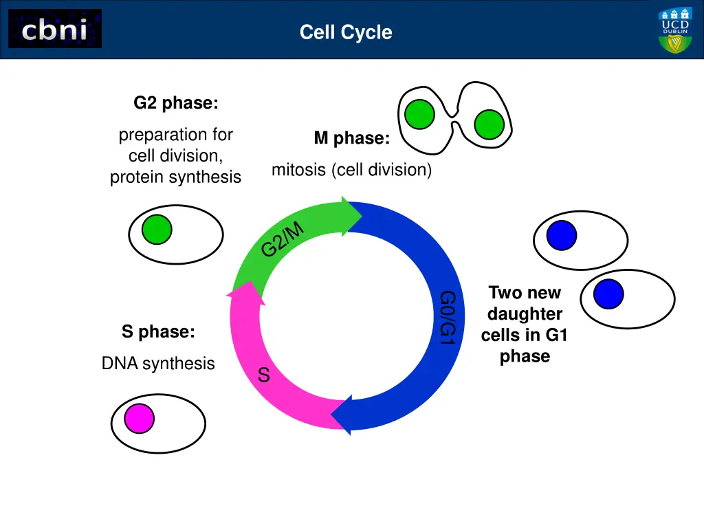 cell cycle 5