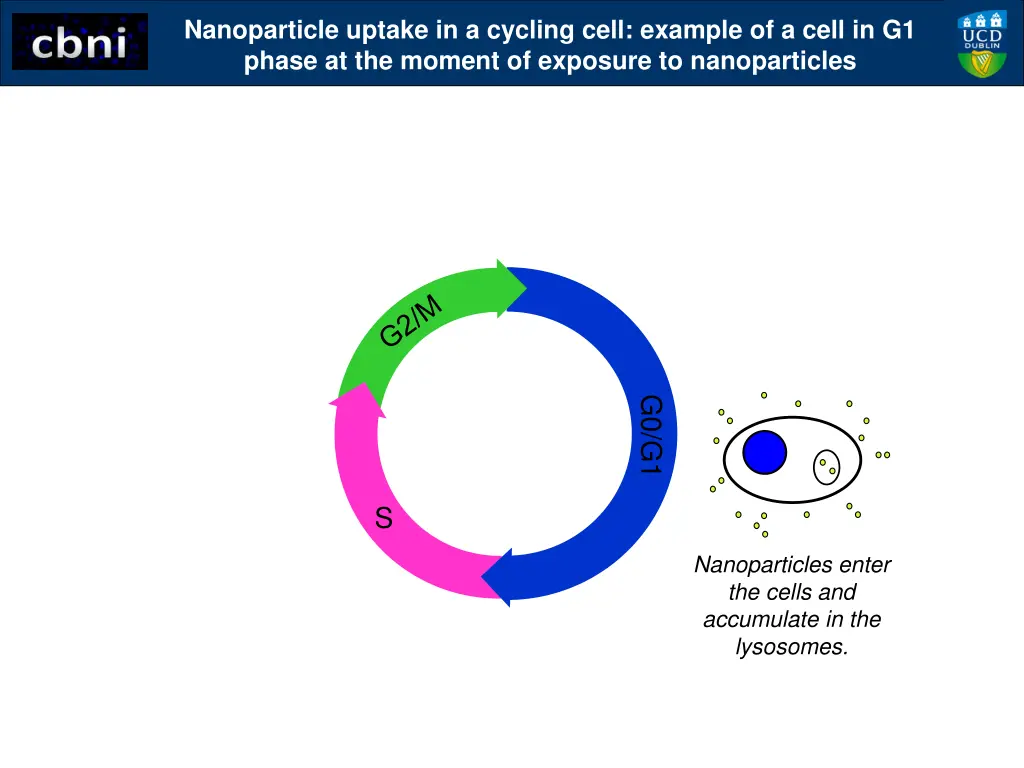 nanoparticle uptake in a cycling cell example 1