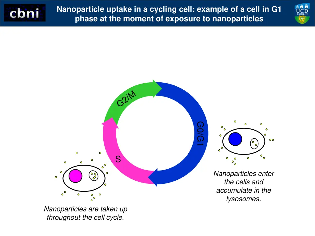 nanoparticle uptake in a cycling cell example 2