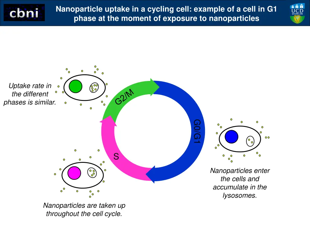 nanoparticle uptake in a cycling cell example 3