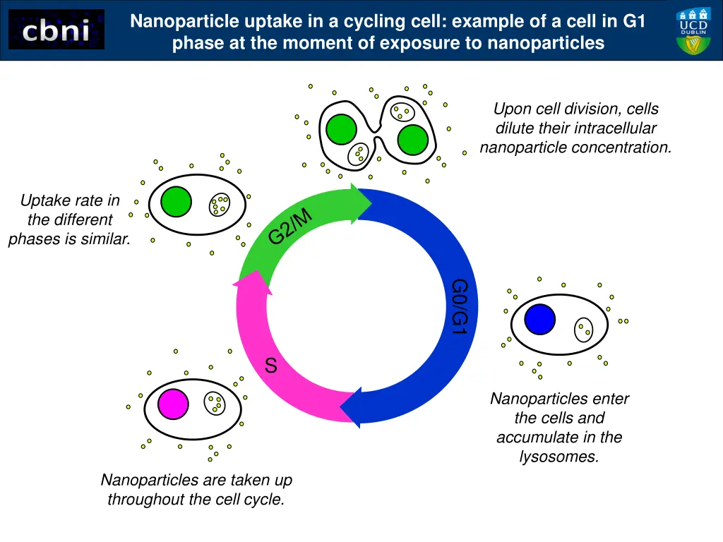 nanoparticle uptake in a cycling cell example 4