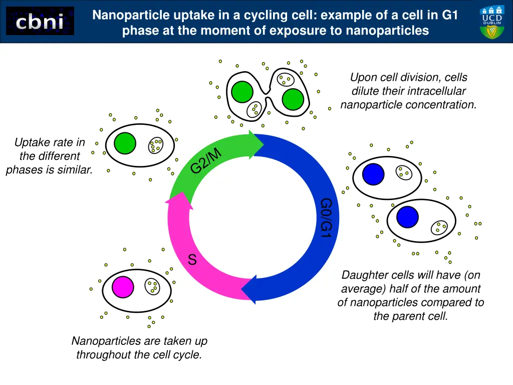 nanoparticle uptake in a cycling cell example 5