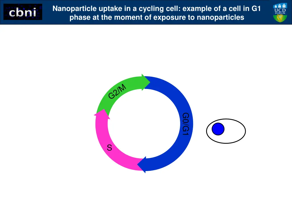 nanoparticle uptake in a cycling cell example