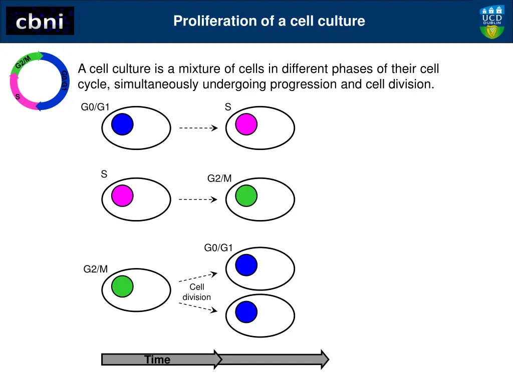 proliferation of a cell culture 1