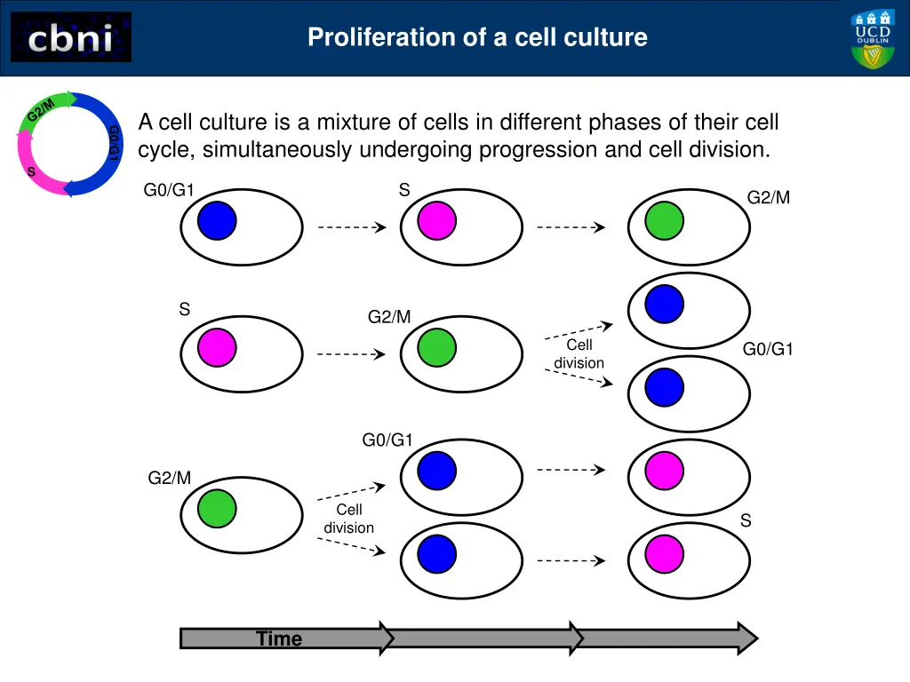 proliferation of a cell culture 2