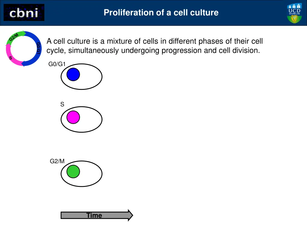 proliferation of a cell culture