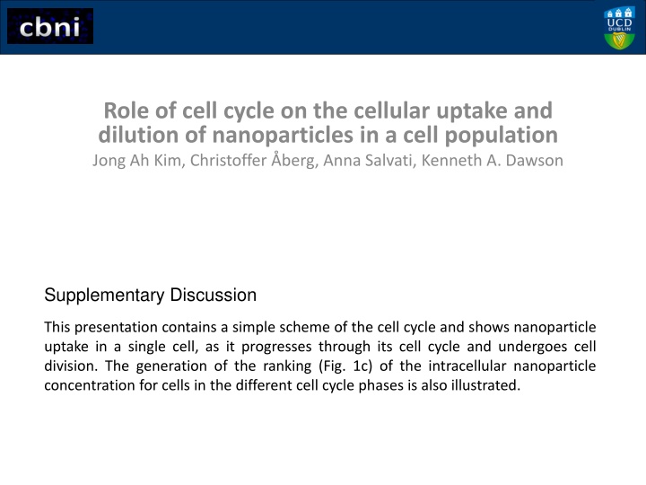 role of cell cycle on the cellular uptake