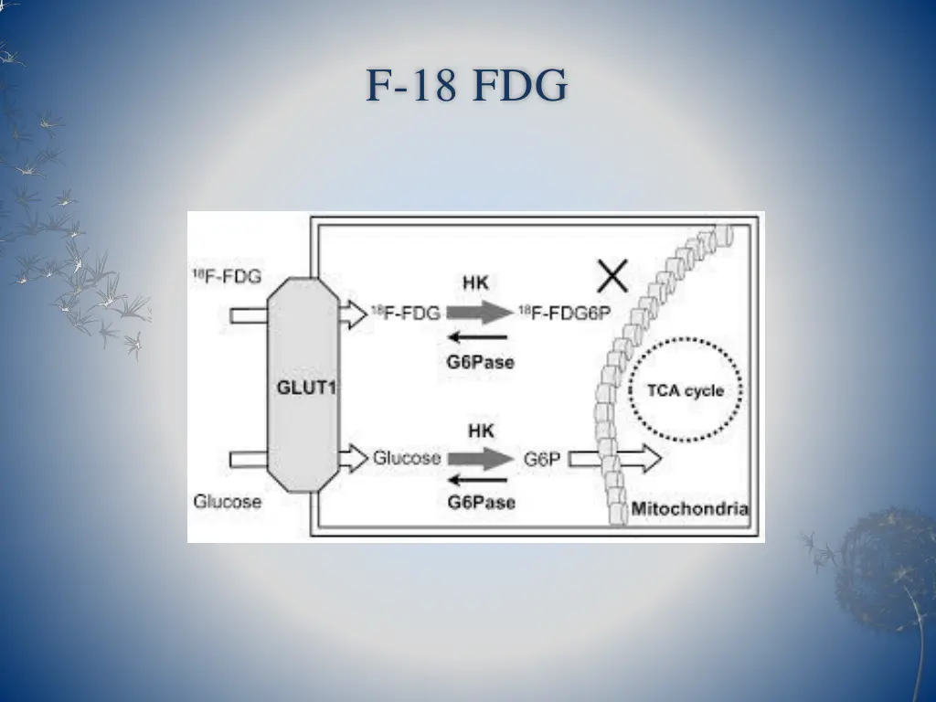 f 18 fdg