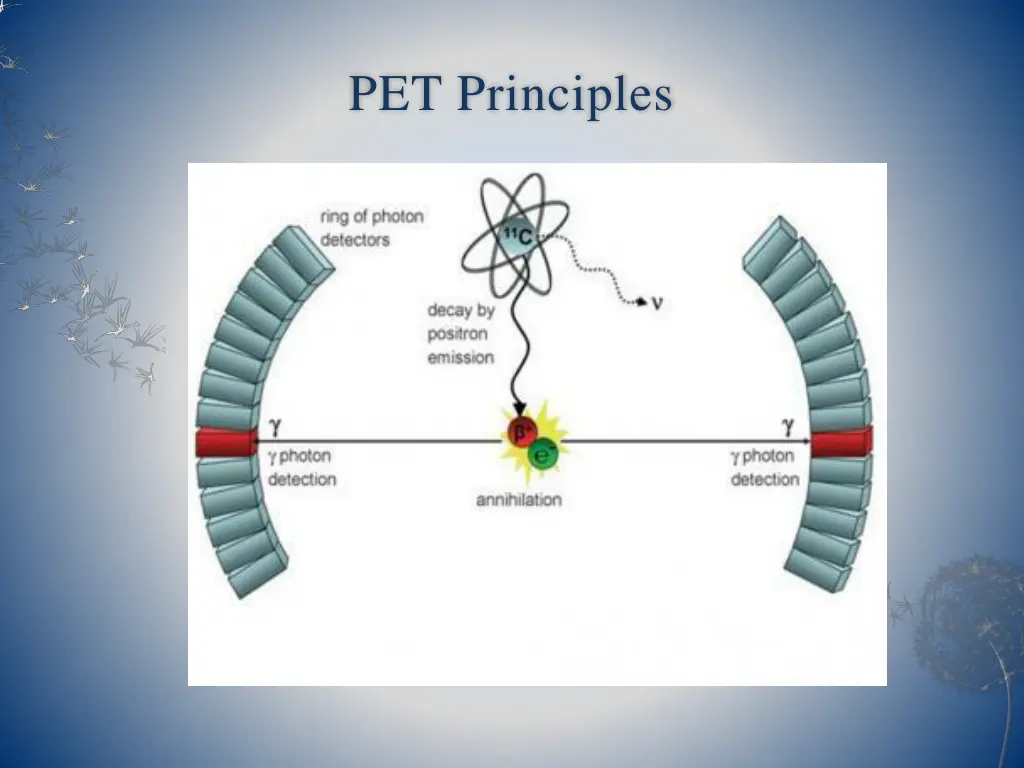 pet principles 1