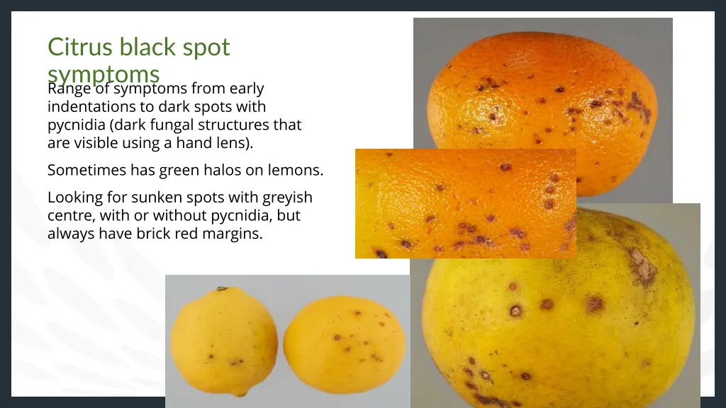 citrus black spot symptoms range of symptoms from