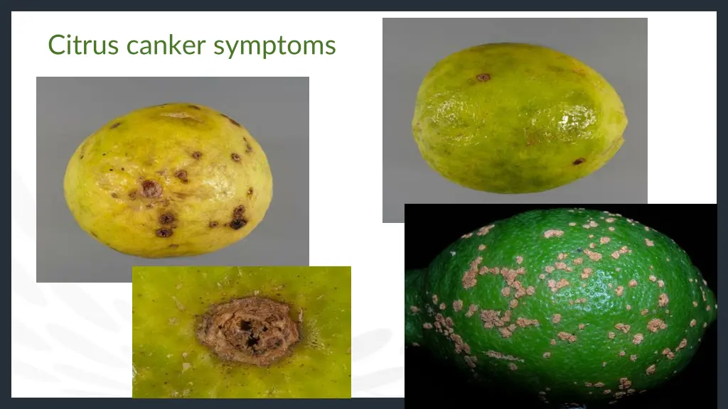 citrus canker symptoms