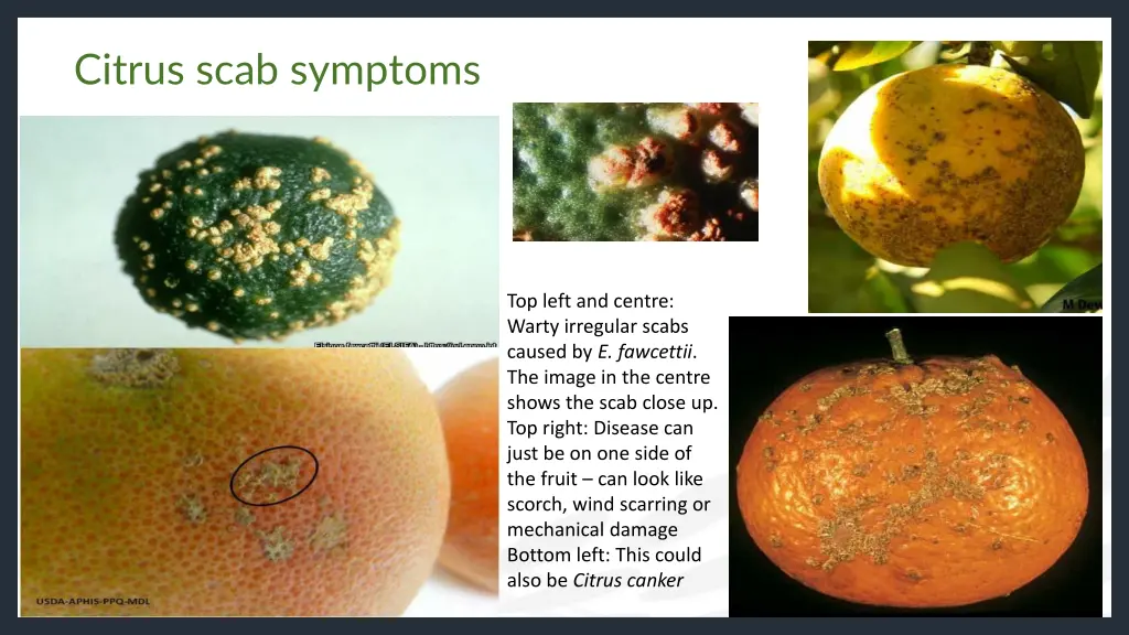 citrus scab symptoms