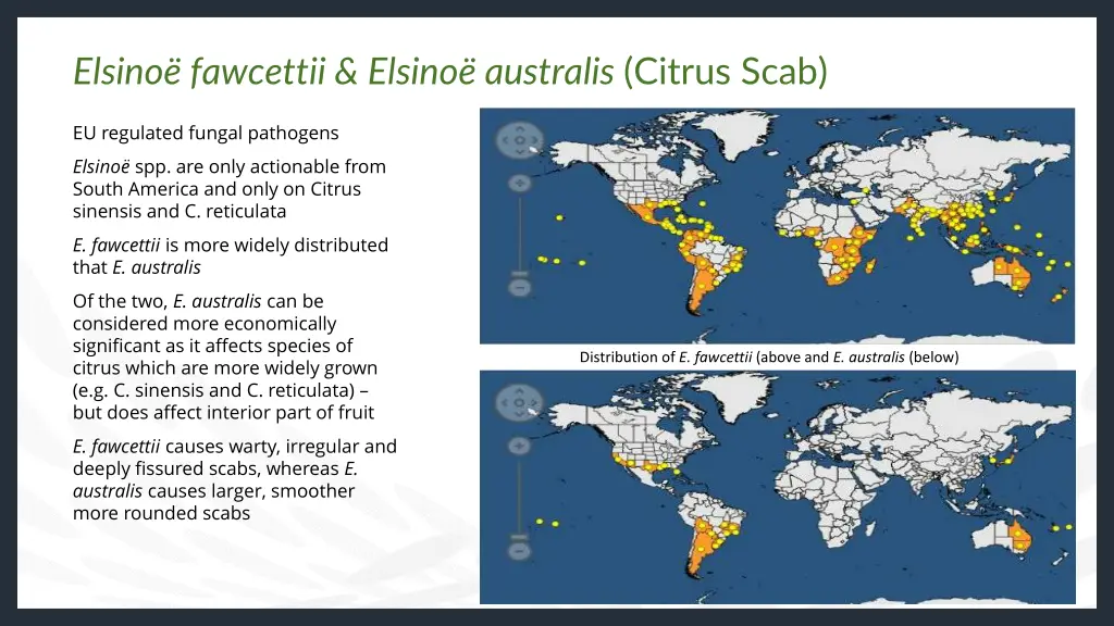 elsino fawcettii elsino australis citrus scab