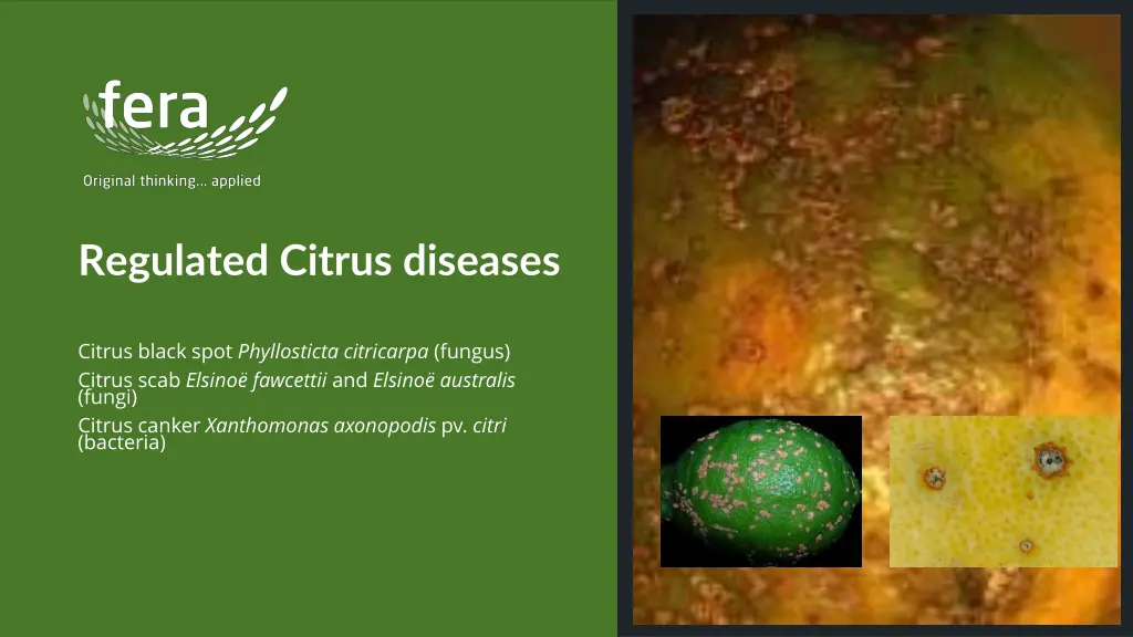 regulated citrus diseases