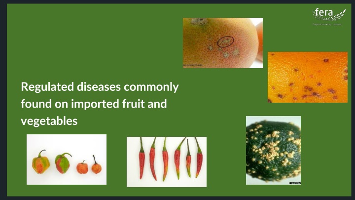 regulated diseases commonly found on imported