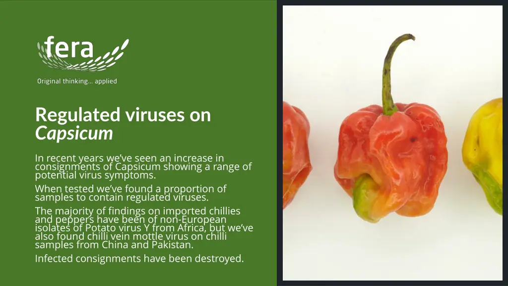 regulated viruses on capsicum