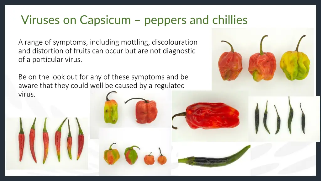 viruses on capsicum peppers and chillies