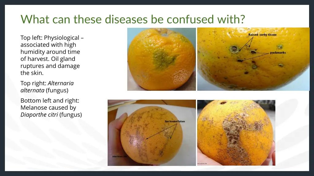 what can these diseases be confused with