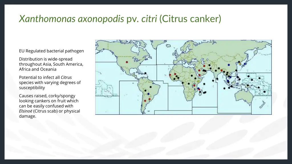 xanthomonas axonopodis pv citri citrus canker