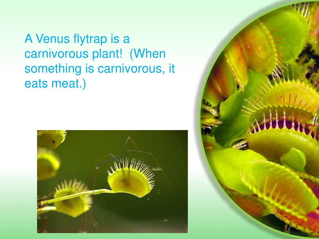 a venus flytrap is a carnivorous plant when