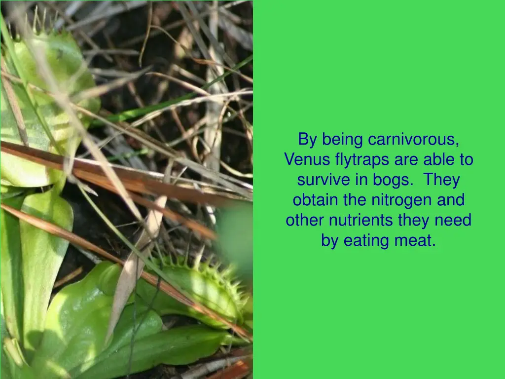 by being carnivorous venus flytraps are able