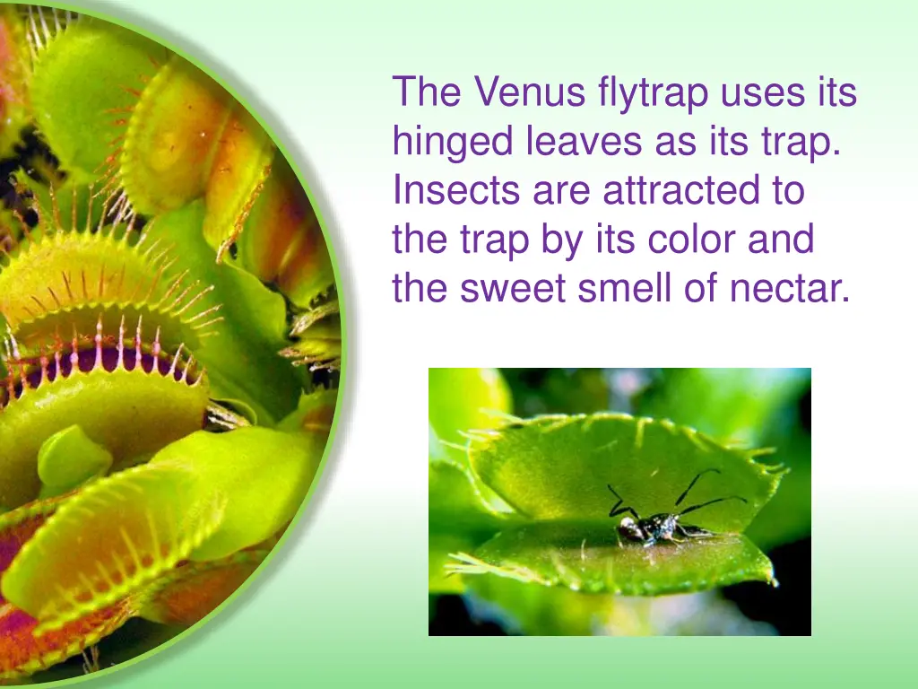 the venus flytrap uses its hinged leaves